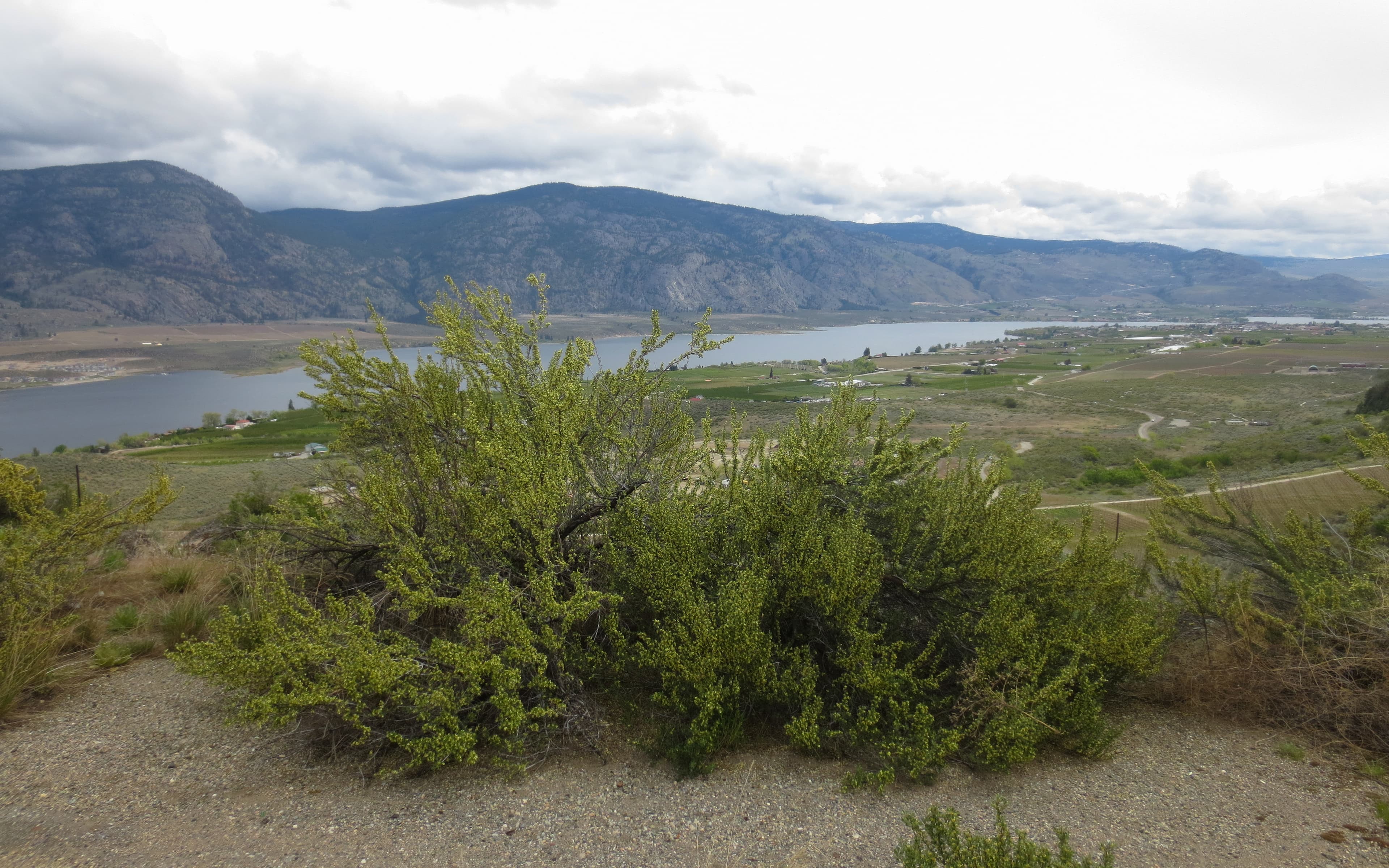 Osoyoos residential architecture